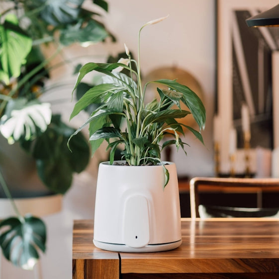 Natede Smart su tavolo in legno in salotto con pianta all'interno del vaso
